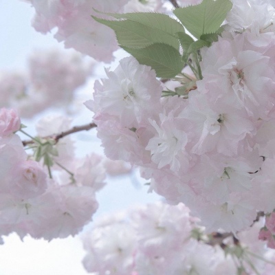 Furry兽圈美学分享福瑞群